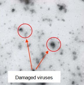 dezaktywowane koronawirusy