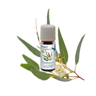 Venta - Zestaw BIO olejków zapachowych Taoasis - Eukaliptus